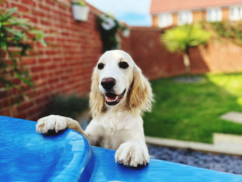 Hot tub spaniel