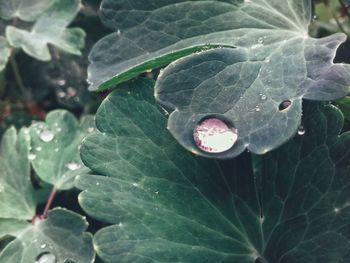 Close-up of raindrops on leaf