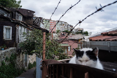 Cat looking away in city building