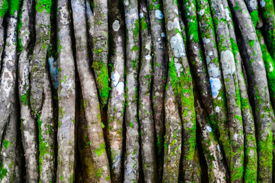 Full frame shot of bamboo trees