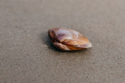 Close-up of shell in the sand on the beach