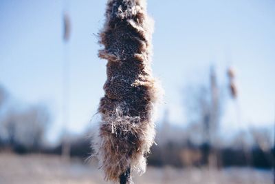 Close-up of damaged plant against sky