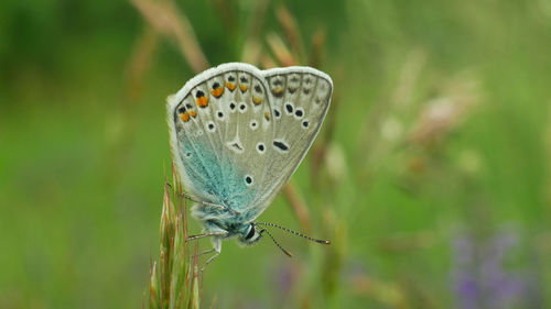 Close-up of butterfly on flower