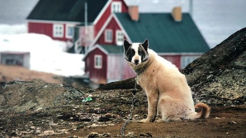 Dog looking away while standing outside house