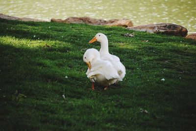 High angle view of swan on field