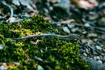 Close-up of moss on rock
