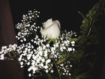 Close-up of white flowering plant