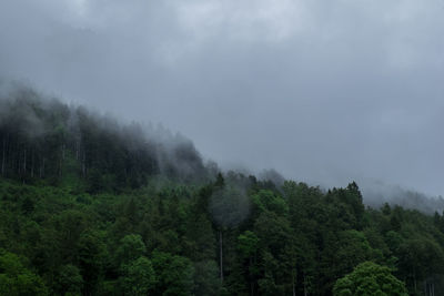 Scenic view of forest against cloudy sky