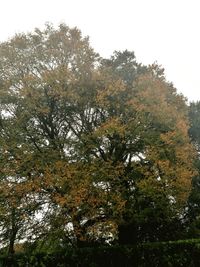 Low angle view of trees against sky