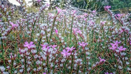 Close-up of purple flowers blooming in field