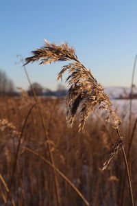 Close-up of stalks in field against sky