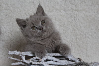 Portrait of kitten sitting