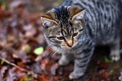 Close-up portrait of kitten