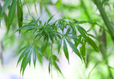 Close-up of fresh green leaves