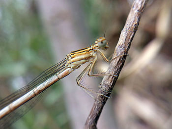 Close-up of insect