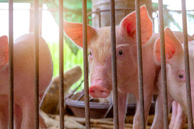 Cute piglet in farm. sad and healthy small pig. livestock farming. meat industry. 