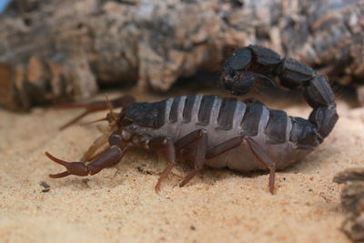 Close-up of crab on sand