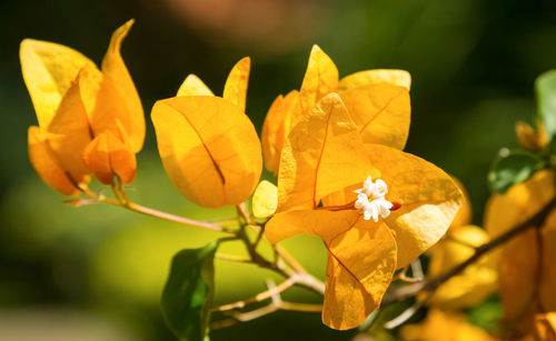 Close-up of yellow flowering plant