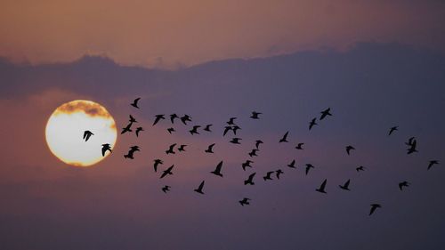 Flock of birds flying against sky during sunset