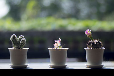 Close-up of potted plant on table