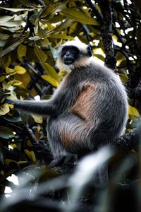 Monkey sitting on tree