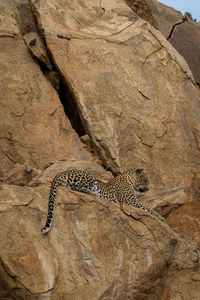 Leopard lying on rocky ledge staring down
