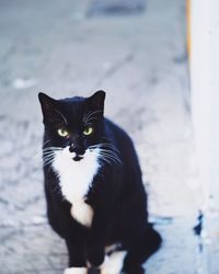 Portrait of cat sitting outdoors