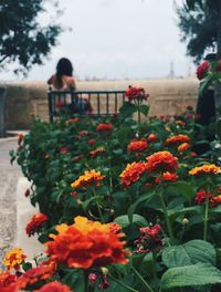 Close-up of flowers against the sky