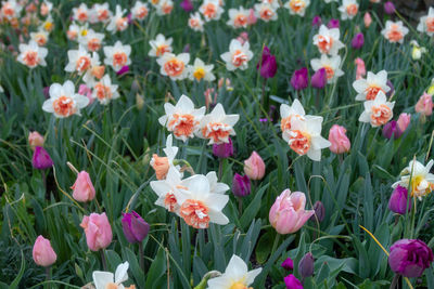 High angle view of pink flowering plants on field