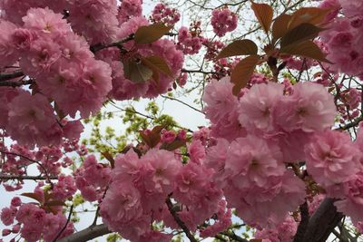 Low angle view of pink flowers blooming on tree