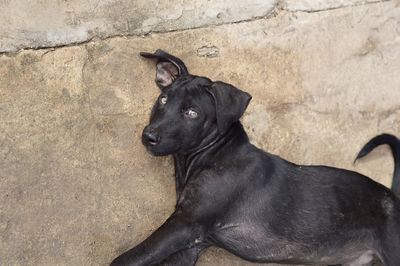 Black dog sitting outdoors
