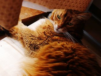 High angle view of cat looking away at home