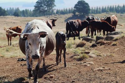 Cows on field during sunny day