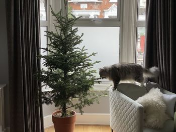 Cat sitting on window