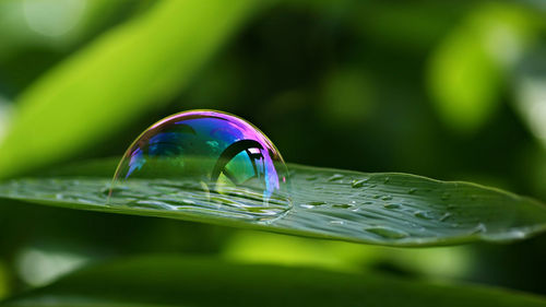 Macro shot of water drops on leaf