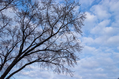 Low angle view of bare tree against sky