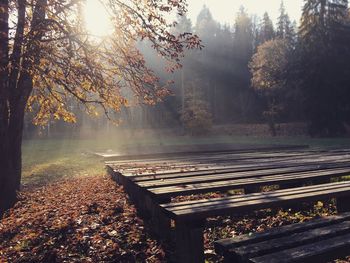 Park bench by trees during autumn