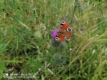 Butterfly on a flower