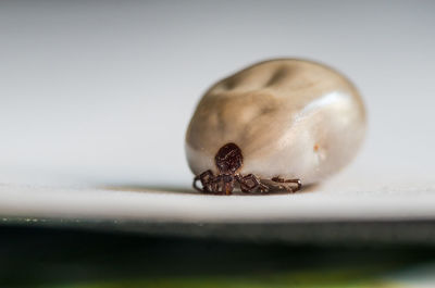 A tick that has eaten itself full of blood