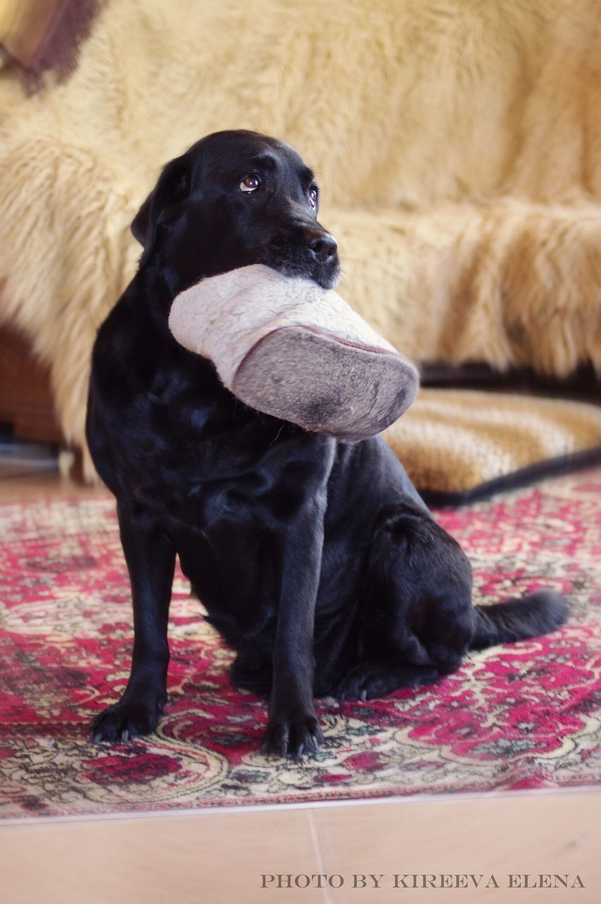 animal themes, domestic animals, pets, one animal, mammal, indoors, black color, dog, relaxation, close-up, two animals, focus on foreground, no people, portrait, home interior, looking at camera, resting, black, full length, young animal