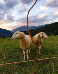 Sheep in a field