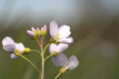 Close-up of purple flowering plant