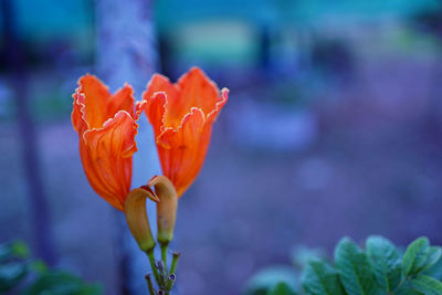 Close-up of orange rose flower