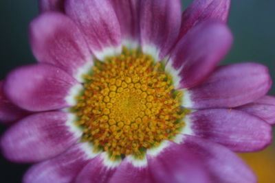 Close-up of yellow flower