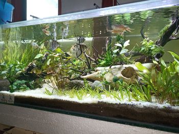 freshwater aquarium