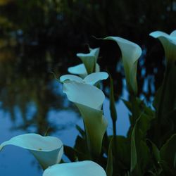 Close-up of white flowers