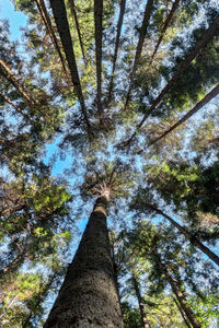 Low angle view of trees against sky