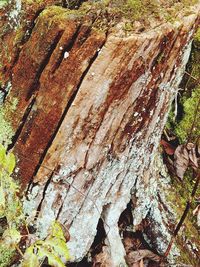 Full frame shot of tree trunk