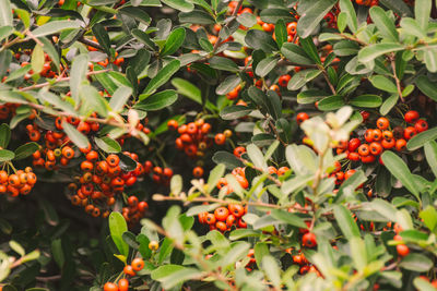 Close-up of berries growing on tree