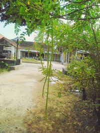 Walkway amidst trees and houses